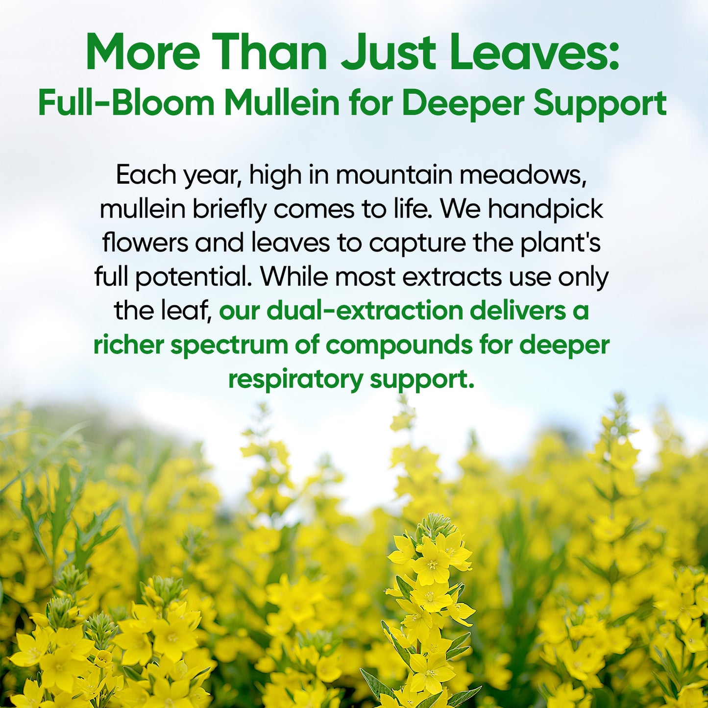 Mullein Drops for Lungs, Lung Detox for Smokers,Alcohol Free - 120 Servings
