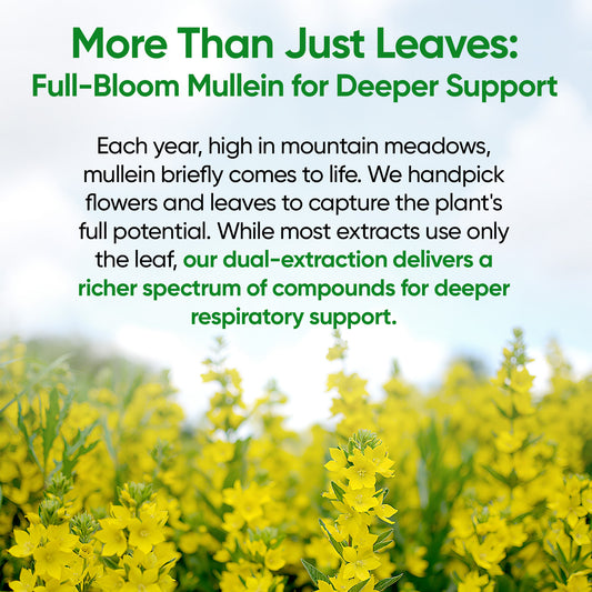 Mullein Drops for Lungs, Lung Detox for Smokers,Alcohol Free - 120 Servings